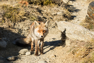 red fox in the nature, wild animal