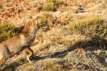 red fox in the nature, wild animal