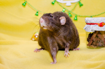 Black cute fluffy rat sits on yellow background, background for postcards, a symbol of the new year 2020 with copyspace