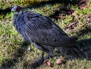 Vulturine guineafowl . Latin name - Acryllium vulturinum