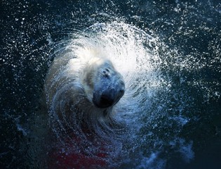 Eisbär im Wasser