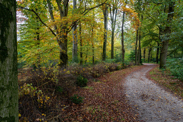 Autumn forrest path