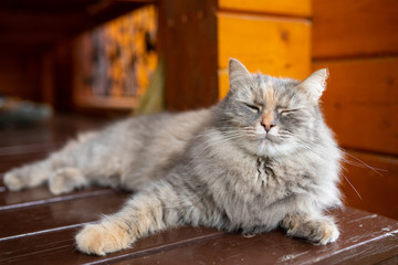 Rustic cat resting in the fresh air in the yard of a private house