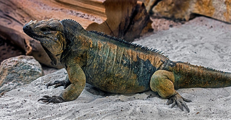 Corned iguana also known as Rhinoceros Iguana. Latin name - Cyclura cornuta