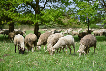 Sheep in nature on meadow. Farming outdoor. Sheep farm. 