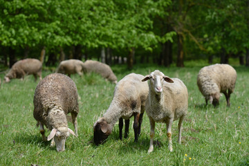Naklejka na ściany i meble Sheep in nature on meadow. Farming outdoor. Sheep farm. 