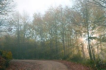 fog in the forest