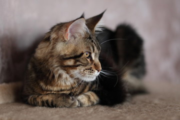 Beautiful young cat main coon