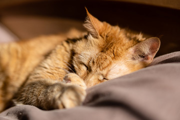 Fluffy ginger cat sleeping in bed on beige bedding