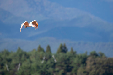 Japanese creseted ibis flying in Sado Island