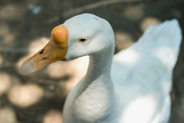 White domestic duck with an orange beak