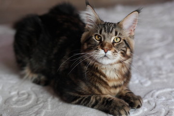 Beautiful young cat main coon