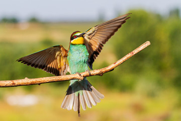 Fototapeta premium bee-eater sits on a branch