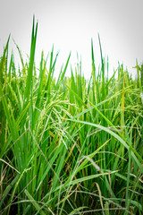 Obraz premium Organic green rice field for background