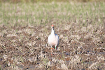 Japanese crested ibis in Sado Island