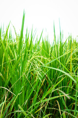 Organic green rice field for background
