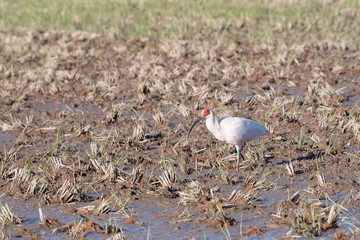 Japanese crested ibis in Sado Island