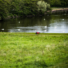 Obraz na płótnie Canvas Swans family in pond of city park. 