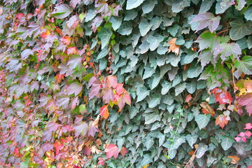 Autumn colourful leaves background pattern