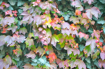 Autumn colourful leaves background pattern