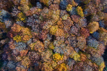 Deutscher Wald im Herbst von oben 