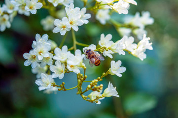 Close-up jasmine in the garden branch with white flowers while and the bee