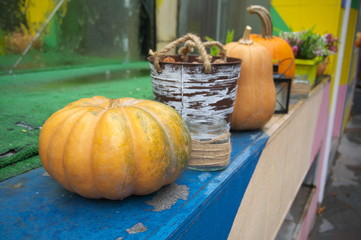 outdoor collage of autumn pumpkins