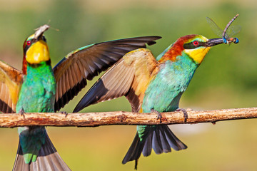 spring courtship of exotic birds