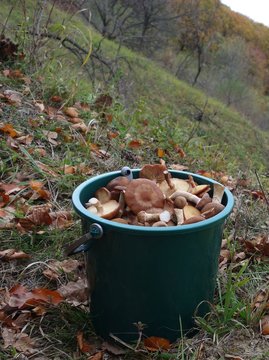 mushrooms in a basket
