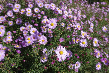 Fototapeta premium Florescence of pink Symphyotrichum dumosum in October