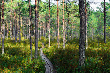 Obraz premium Hiking trails in forest and bog, Estonia