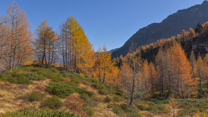 Fototapeta na wymiar panoramica del bosco in autunno con larici e pini colorati di giallo e arancione