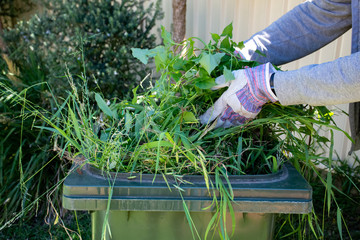 Green bin container filled with garden waste. Hands wearing gardening gloves doing spring clean up...