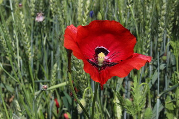 Fototapeta premium Papavero / Fiore rosso