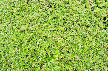 Green leaves for background