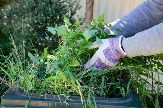 Green bin container filled with garden waste. Hands wearing gardening gloves doing spring clean up in the garden. Recycling garbage for a better environment.