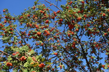 Plenty of orange berries on branches of rowan against blue sky in October