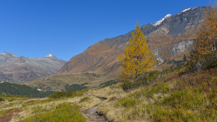 Fototapeta na wymiar panoramica del bosco in autunno con larici e pini colorati di giallo e arancione