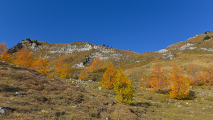 panoramica del bosco in autunno con larici e pini colorati di giallo e arancione