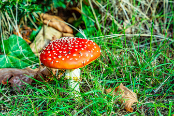 fly agaric mushroom