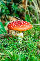 fly agaric mushroom