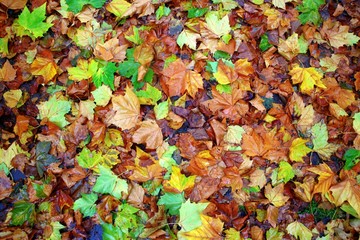 Blanket of multicoloured wet leaves