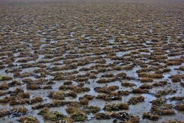Tundra landscape in summer