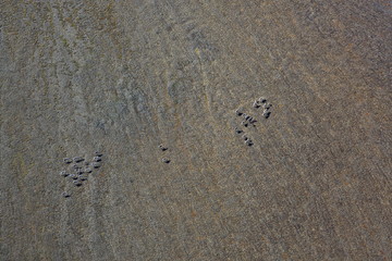 Aerial view of reindeer herd in tundra – aerial view