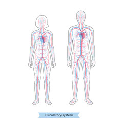circulatory system anatomy