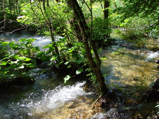 Landscape of a mountain river that carries its waters through the impenetrable thickets of mountain forests and thickets of sedge.
