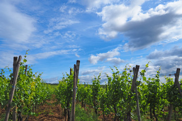 Obraz premium Vineyard in the famous 