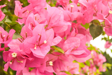 Bougenville flowers are in full bloom