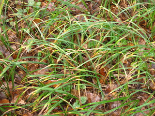 green autumn grass grows over fallen leaves