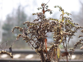 dry panicles of autumn grass in wet and uncomfortable weather on the background of rails